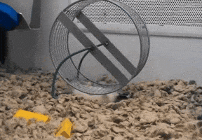 hamster-wheel