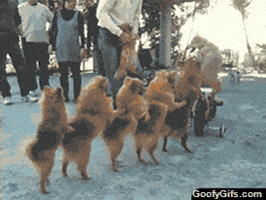 dog-conga-line